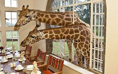 Giraffe Centre 1